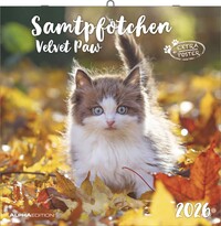 Alpha Edition - Samtpfötchen Kalender 2026 – Wandkalender & Bildkalender 30x30 cm (30x60 cm geöffnet) mit süßen Katzenmotiven, inkl. Poster, für Katzenliebhaber & Tierfreunde