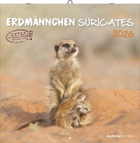 Alpha Edition - Erdmännchen Kalender 2026 – Wandkalender 30x30 cm – Für Tierfreunde & Erdmännchen-Fans – 12 bezaubernde Fotografien, viel Platz für Notizen, mit Feiertagen & Ferienterminen