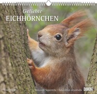 DUMONT - Geliebte Eichhörnchen 2026 – Wandkalender 38×36 cm mit 12 Naturmotiven, Spiralbindung & Feiertagen