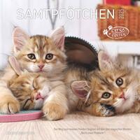 Alpha Edition - Samtpfötchen 2025 Broschürenkalender, 30x30cm, Wandkalender mit Platz für Notizen und Termine, beeindruckende Katzen-Motive, Monatsübersicht und Ferientermine DE/AT/CH