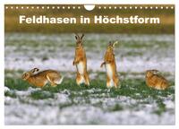 Feldhasen in Höchstform (Wandkalender 2025 DIN A4 quer), CALVENDO Monatskalender