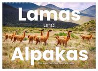 Lamas und Alpakas - Die weichen Neuweltkamele. (Wandkalender 2025 DIN A2 quer), CALVENDO Monatskalender