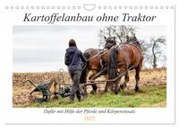 Kartoffelanbau ohne Traktor (Wandkalender 2025 DIN A4 quer), CALVENDO Monatskalender