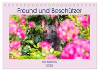 Freund und Beschützer - Der Malinois (Tischkalender 2025 DIN A5 quer), CALVENDO Monatskalender