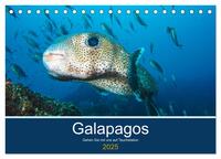 Unterwasserwelt Galapagos (Tischkalender 2025 DIN A5 quer), CALVENDO Monatskalender