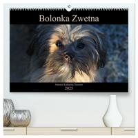 Bolonka Zwetna 2025 (hochwertiger Premium Wandkalender 2025 DIN A2 quer), Kunstdruck in Hochglanz