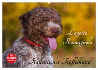 Lagotto Romagnolo - Italienischer Trüffelhund (Wandkalender 2025 DIN A2 quer), CALVENDO Monatskalender