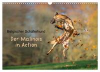 Belgischer Schäferhund - Der Malinois in Action (Wandkalender 2025 DIN A3 quer), CALVENDO Monatskalender