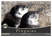 Magellan-Pinguine (Tischkalender 2025 DIN A5 quer), CALVENDO Monatskalender