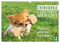 Chihuahua: Kleine Hunde, aber oho (Wandkalender 2025 DIN A3 quer), CALVENDO Monatskalender