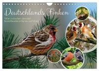 Deutschlands Finken (Wandkalender 2026 DIN A4 quer), CALVENDO Monatskalender