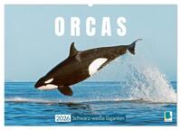 Orcas: Schwarz-weiße Giganten (Wandkalender 2026 DIN A2 quer), CALVENDO Monatskalender