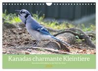 Kanadas charmante Kleintiere - Bezaubernde Einblicke in die Natur (Wandkalender 2026 DIN A4 quer), CALVENDO Monatskalender