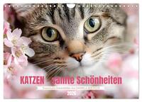 Katzen - sanfte Schönheiten (Wandkalender 2026 DIN A4 quer), CALVENDO Monatskalender
