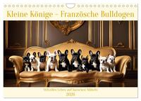 Kleine Könige - Französische Bulldoggen (Wandkalender 2026 DIN A4 quer), CALVENDO Monatskalender