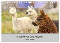Unter Lamas und Alpakas (Wandkalender 2026 DIN A4 quer), CALVENDO Monatskalender