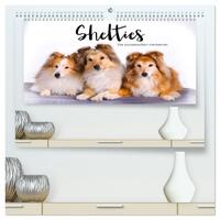 Shelties - Die zuckersüßen Vierbeiner. (hochwertiger Premium Wandkalender 2026 DIN A2 quer), Kunstdruck in Hochglanz