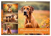 Rhodesian Ridgeback - Athlet mit Rückenkamm (Wandkalender 2026 DIN A2 quer), CALVENDO Monatskalender