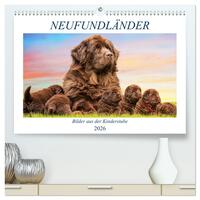Neufundländer - Bilder aus der Kinderstube (hochwertiger Premium Wandkalender 2026 DIN A2 quer), Kunstdruck in Hochglanz