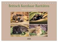 Britisch Kurzhaar Raritäten - seltene Schönheiten (Tischkalender 2026 DIN A5 quer), CALVENDO Monatskalender