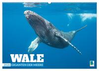 Wale: Giganten der Meere (Wandkalender 2026 DIN A2 quer), CALVENDO Monatskalender