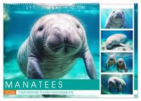 Manatees. Faszinierende Rundschwanzseekühe (Wandkalender 2026 DIN A2 quer), CALVENDO Monatskalender