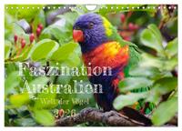 Faszination Australien - Welt der Vögel (Wandkalender 2026 DIN A4 quer), CALVENDO Monatskalender