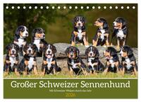 Großer Schweizer Sennenhund - Mit Schweizer Welpen durch das Jahr (Tischkalender 2026 DIN A5 quer), CALVENDO Monatskalender