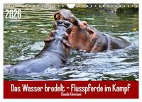Das Wasser brodelt - Flusspferde im Kampf (Wandkalender 2026 DIN A4 quer), CALVENDO Monatskalender