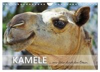 KAMELE... eine Reise durch den Oman. (Wandkalender 2026 DIN A4 quer), CALVENDO Monatskalender