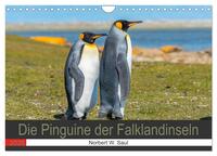 Die Pinguine der Falklandinseln (Wandkalender 2026 DIN A4 quer), CALVENDO Monatskalender