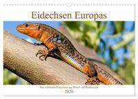 Eidechsen Europas (Wandkalender 2026 DIN A3 quer), CALVENDO Monatskalender