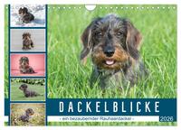Dackelblicke - ein bezaubernder Rauhaardackel (Wandkalender 2026 DIN A4 quer), CALVENDO Monatskalender