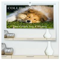 Collie - Das Glück hat 4 Pfoten (hochwertiger Premium Wandkalender 2026 DIN A2 quer), Kunstdruck in Hochglanz