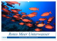Rotes Meer Unterwasser (Wandkalender 2026 DIN A2 quer), CALVENDO Monatskalender