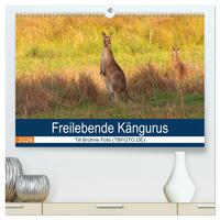 Freilebende Kängurus (hochwertiger Premium Wandkalender 2026 DIN A2 quer), Kunstdruck in Hochglanz