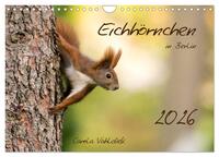Eichhörnchen in Berlin (Wandkalender 2026 DIN A4 quer), CALVENDO Monatskalender