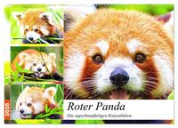 Roter Panda. Die superknuddeligen Katzenbären (Wandkalender 2026 DIN A2 quer), CALVENDO Monatskalender