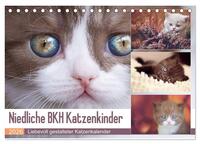Niedliche BKH Katzenkinder (Tischkalender 2026 DIN A5 quer), CALVENDO Monatskalender