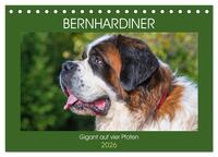 Bernhardiner - Gigant auf vier Pfoten (Tischkalender 2026 DIN A5 quer), CALVENDO Monatskalender