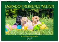 Labrador Retriever Welpen - Kleine Weltentdecker (Wandkalender 2026 DIN A3 quer), CALVENDO Monatskalender