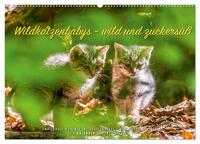 Wildkatzenbabys - wild und zuckersüß. (Wandkalender 2026 DIN A2 quer), CALVENDO Monatskalender