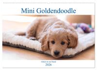 Mini Goldendoodle - Glück ist ein Hund (Wandkalender 2026 DIN A2 quer), CALVENDO Monatskalender