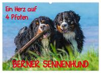 Ein Herz auf 4 Pfoten - Berner Sennenhund (Wandkalender 2026 DIN A2 quer), CALVENDO Monatskalender