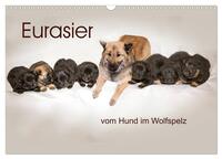 Eurasier, der Hund im Wolfspelz (Wandkalender 2026 DIN A3 quer), CALVENDO Monatskalender