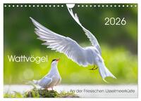 Wattvögel an der Friesischen IJsselmeerküste (Wandkalender 2026 DIN A4 quer), CALVENDO Monatskalender