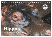Hippos - Begegnungen in Afrika (Tischkalender 2026 DIN A5 quer), CALVENDO Monatskalender