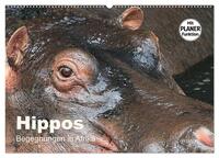 Hippos - Begegnungen in Afrika (Wandkalender 2026 DIN A2 quer), CALVENDO Monatskalender