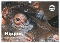 Hippos - Begegnungen in Afrika (Wandkalender 2026 DIN A3 quer), CALVENDO Monatskalender