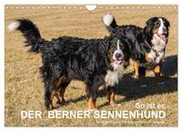 So ist er. Der Berner Sennenhund (Wandkalender 2026 DIN A4 quer), CALVENDO Monatskalender